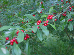Possumhaw berries and foliage